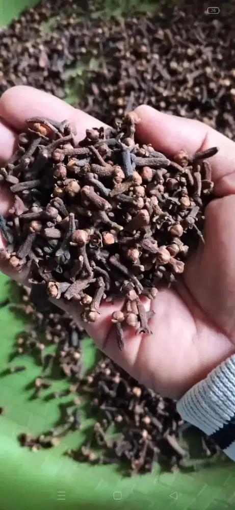 Cengkeh Ab6 kering moisture dibawah 5%