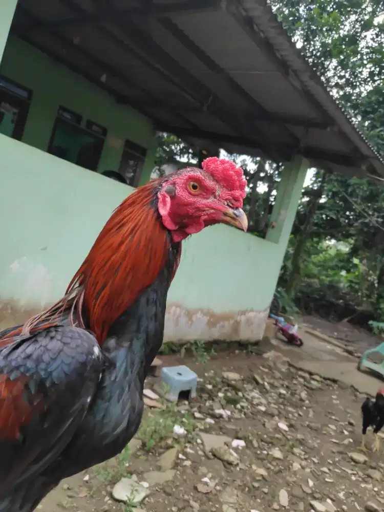 Ayam bangkok. Bk selatan x pakhoy