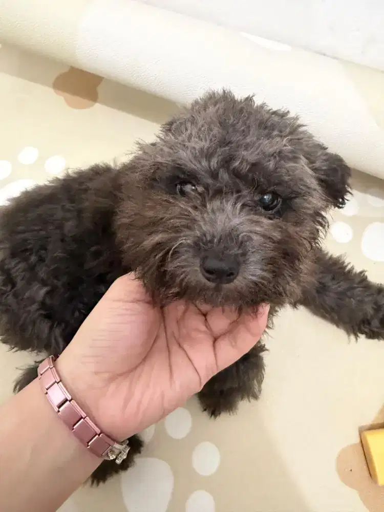 Anjing Silver Poodle