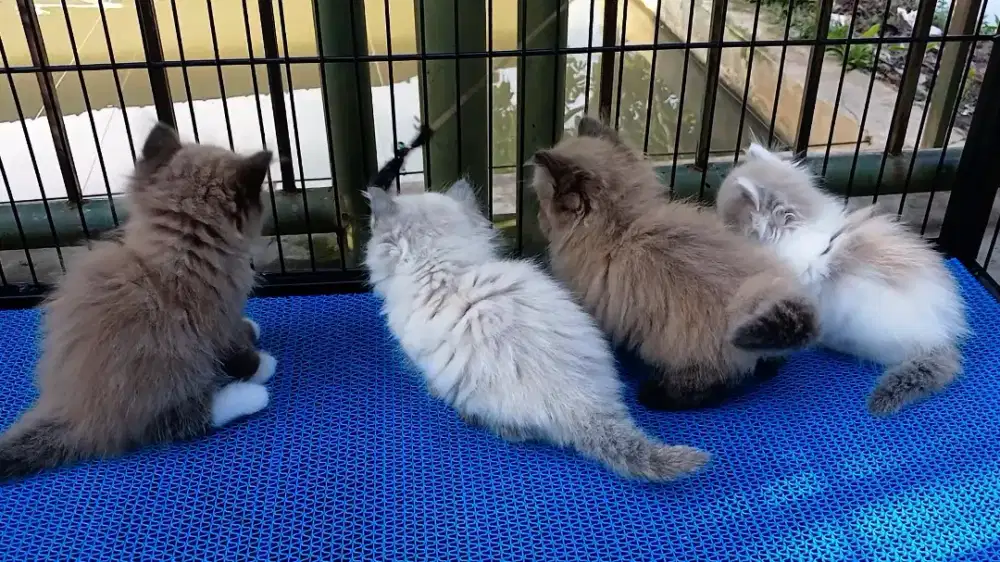 Ragdoll mink and chinammon