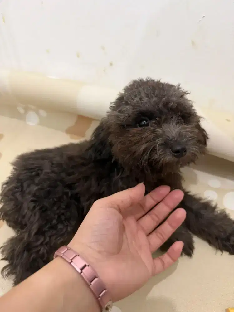 Anjing Silver Poodle Betina