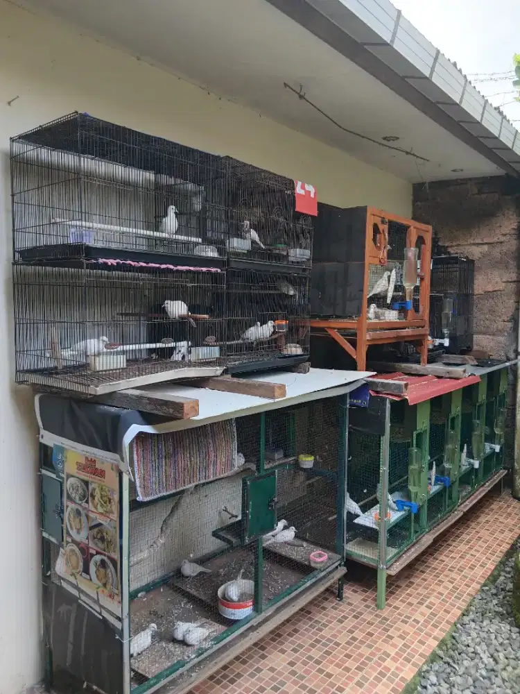 perkutut putih lurik monggo ada siapan ready.