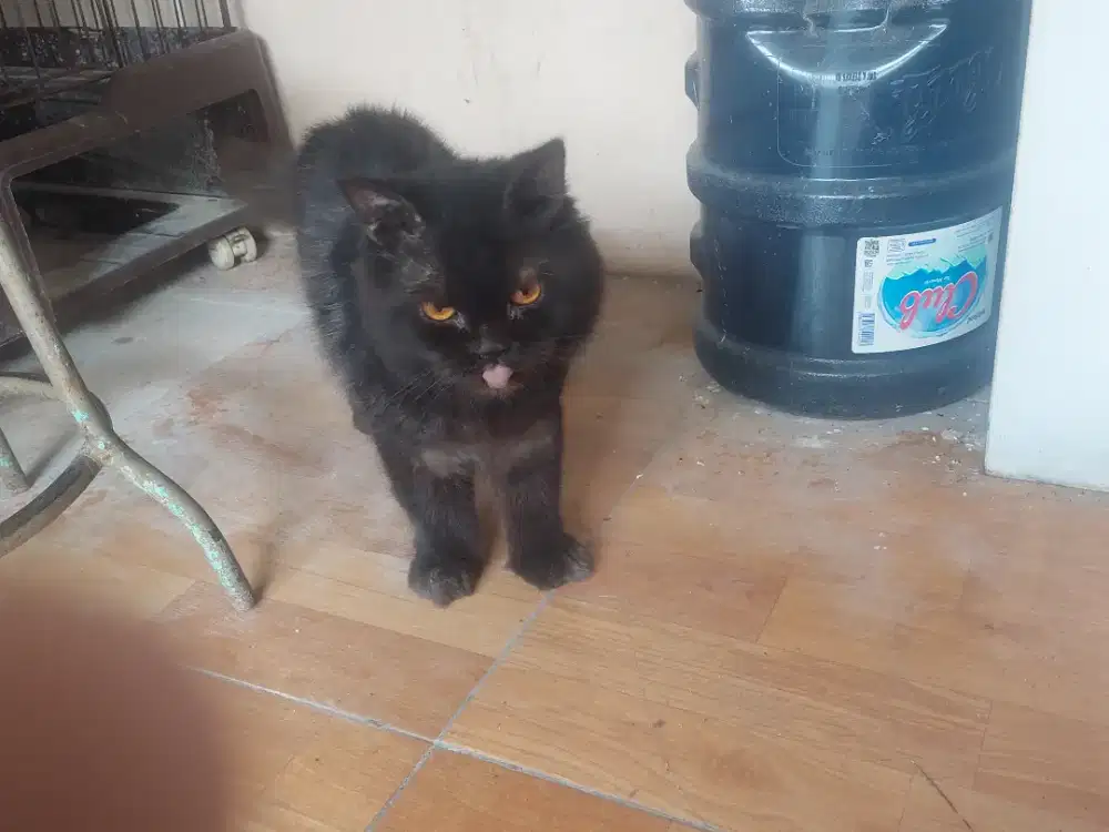 Kucing persia hitam