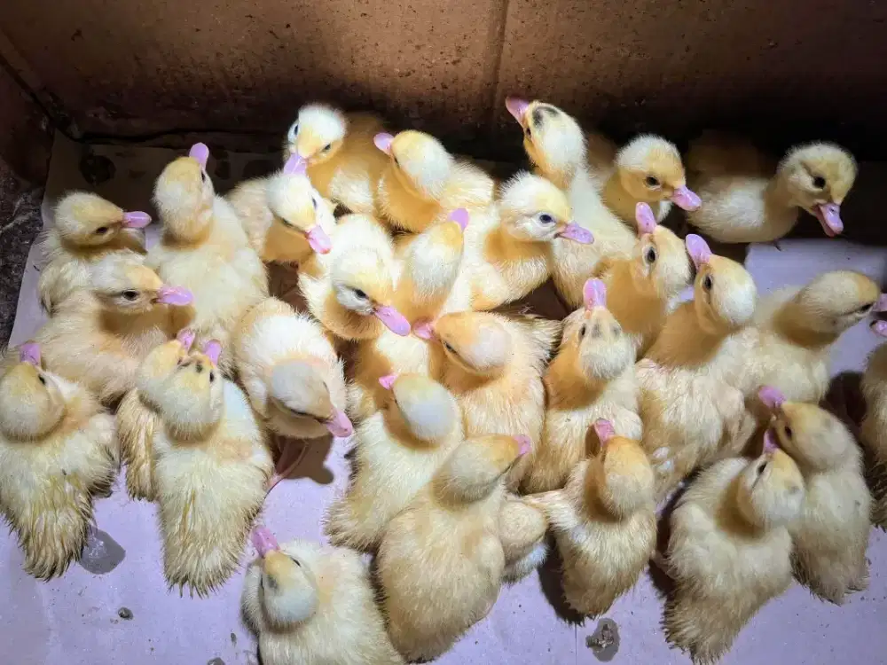 Entog blitar jumboan