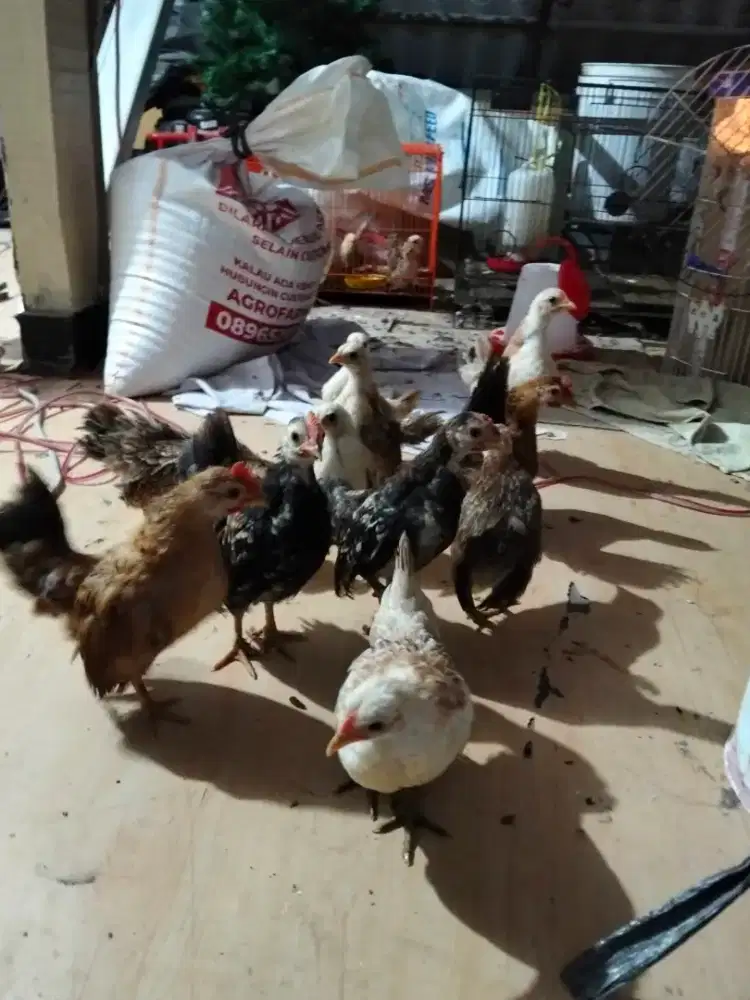 Paket anakan serama 3 ekor