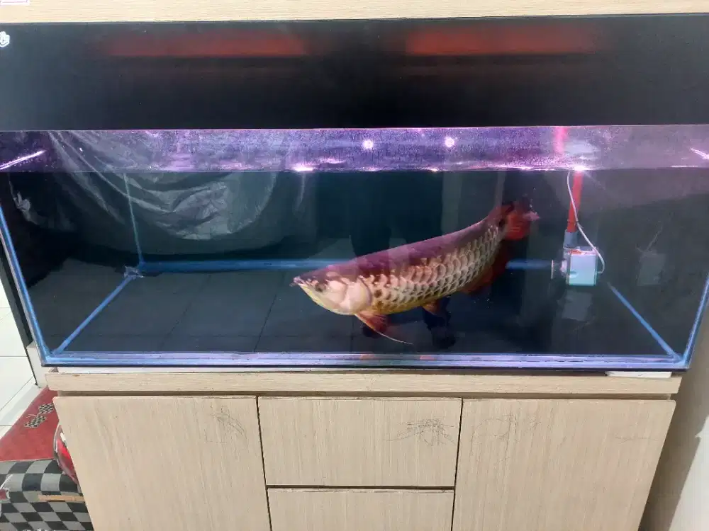 Aquarium fullset ikan arwana