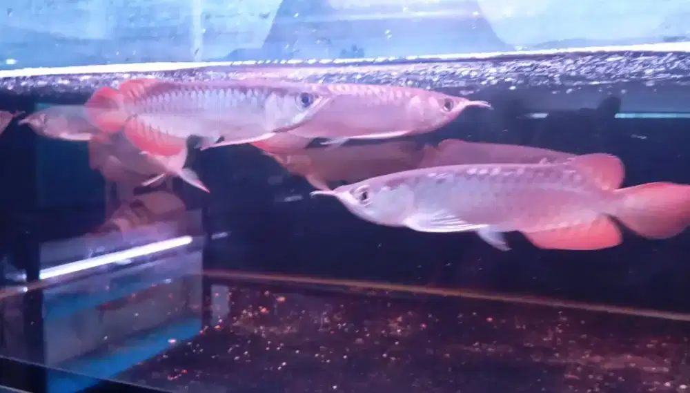 Arwana super red 17cm