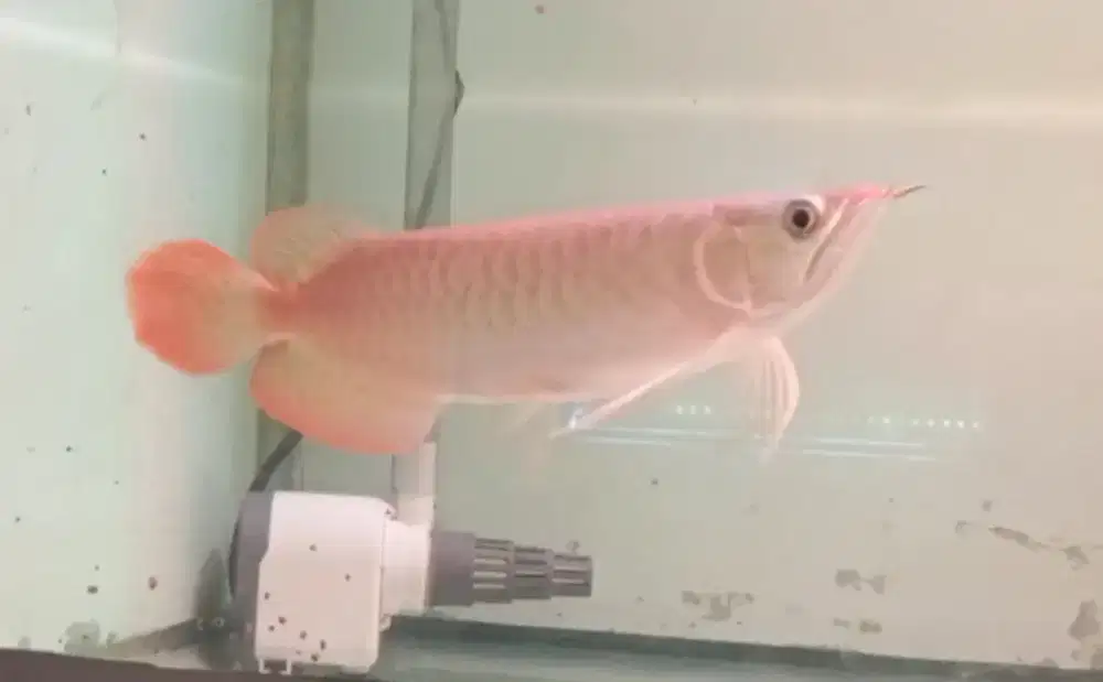 Arwana super red 22cm