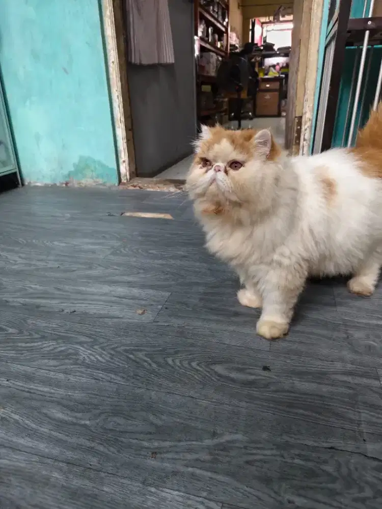 Lepas adop kucing persia peaknose jantan