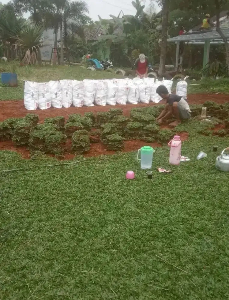 Rumput gajah mini dll