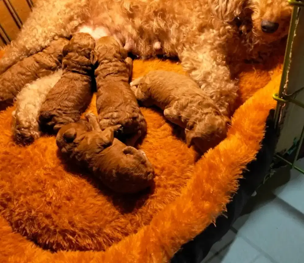 Red Poodle Jantan Betina