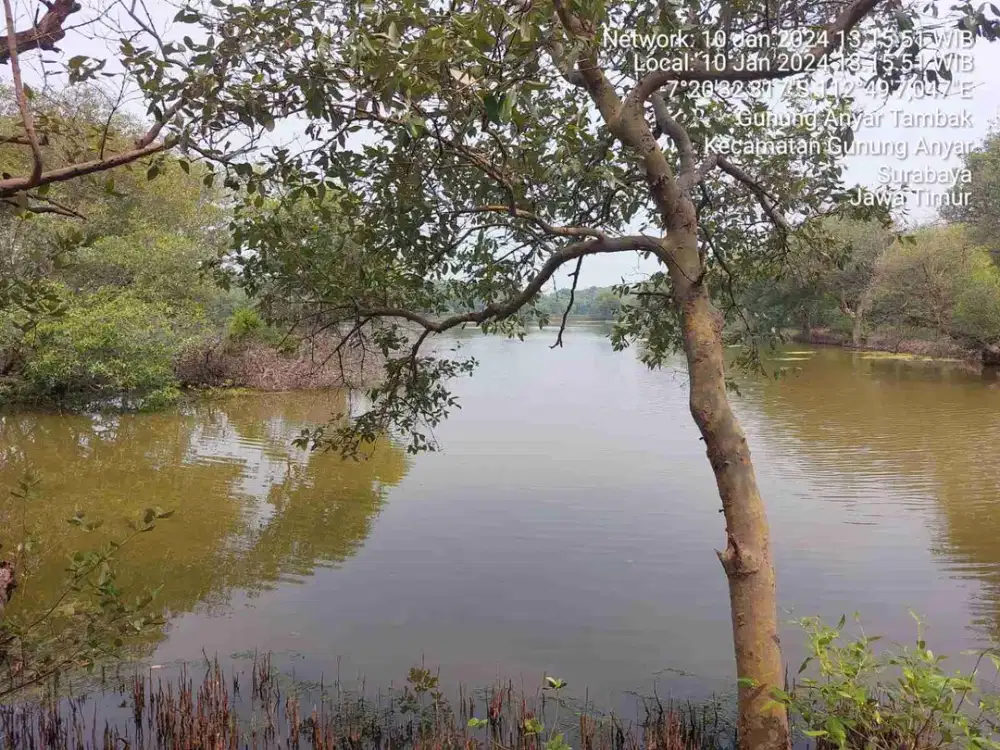 Dijual murah via lelang Tanah tambak di Gununganyar Surabaya timur