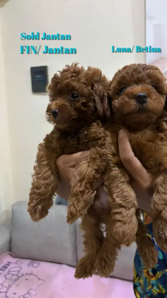 Open Adopsi Toy Poodle  betina Usia 2 bulan
