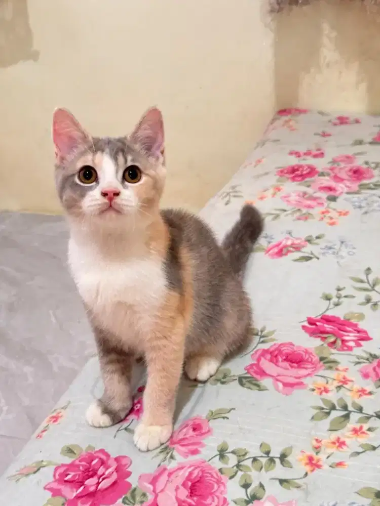 Kucing Munchkin NS Calico