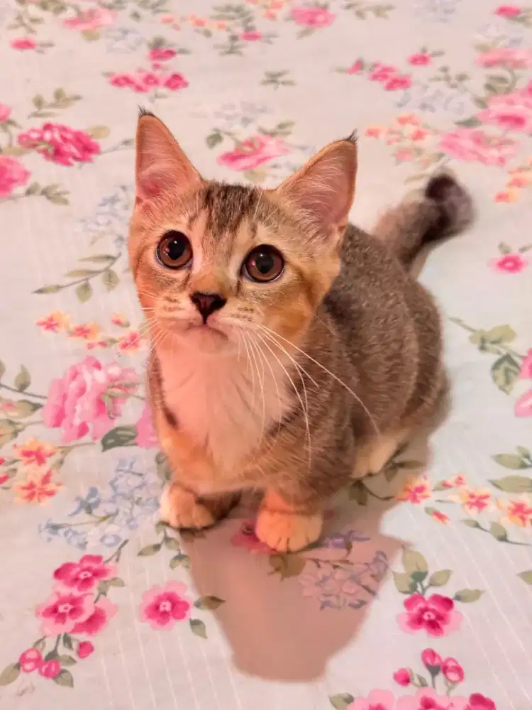 Kucing Munchkin Marble