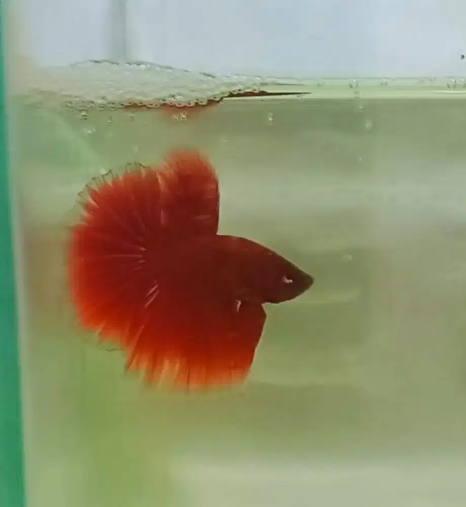 Ikan cupang Halfmoon super red size L cakep