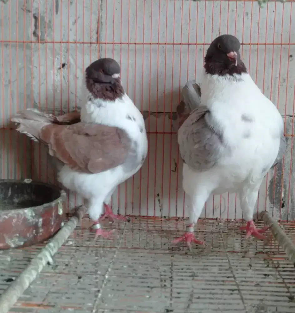 Burung Merpati Hias American Modena Gazzi