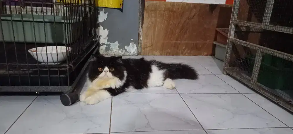 Kucing persia peaknose