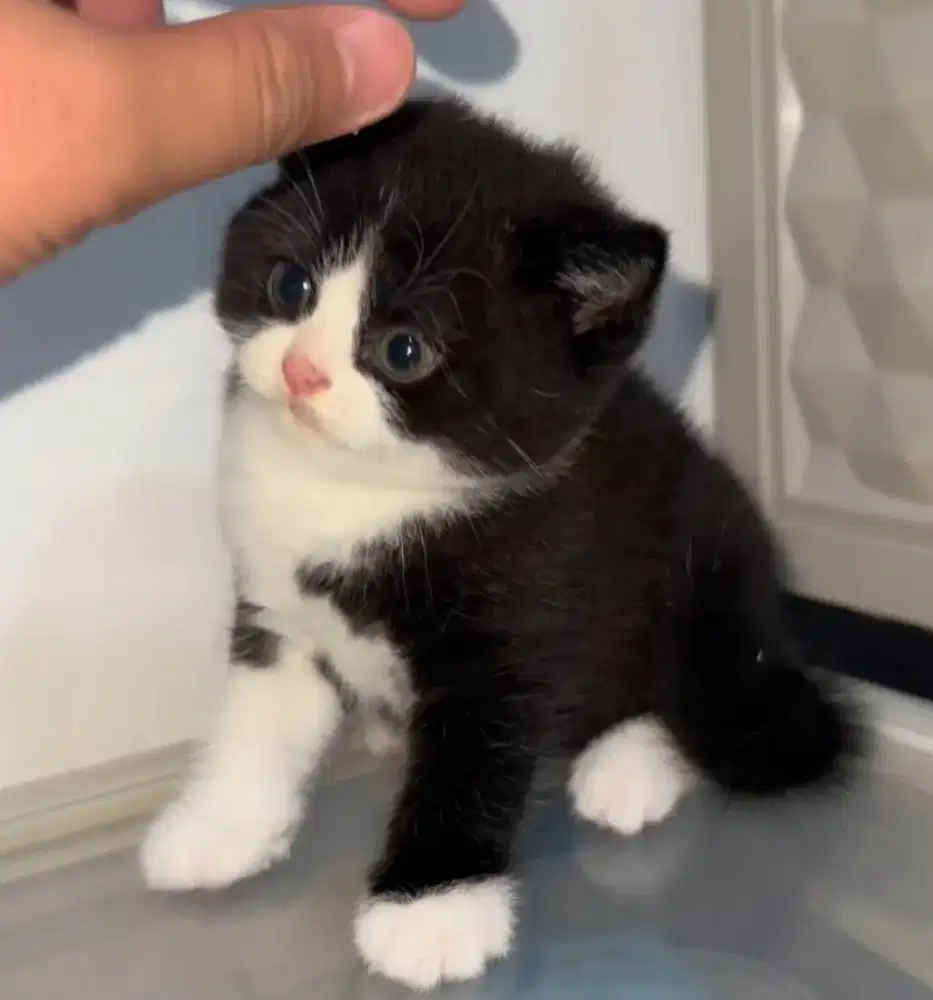 Open Adopt Kitten 2 bulan BSH Mix