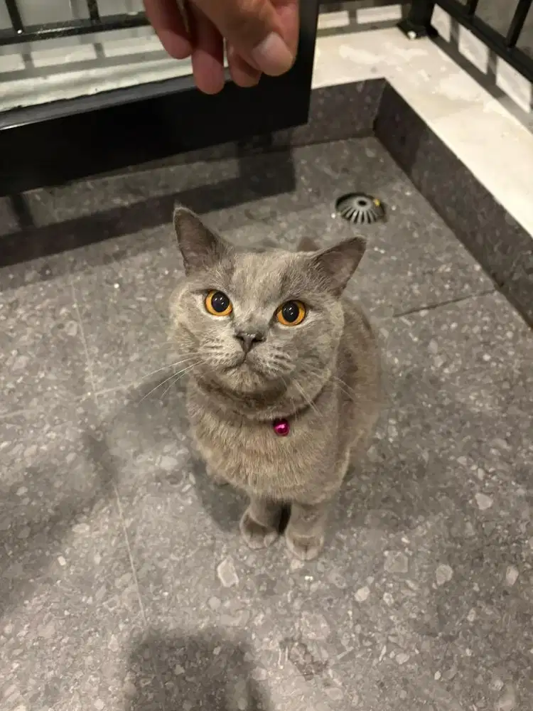 Kucing BSH blue jantan non ped steril