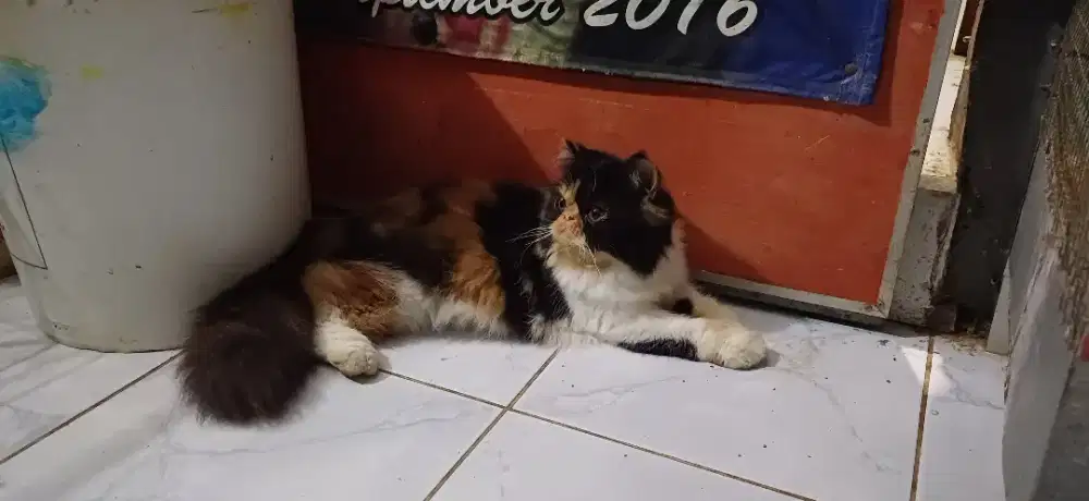 Kucing Persia peaknose