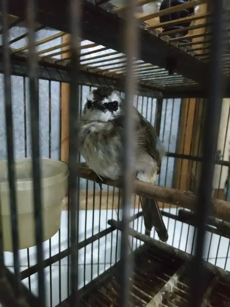 Burung Trucuk Cucak Jowo nom anteng mulai ajar narik pun muni sekedik2