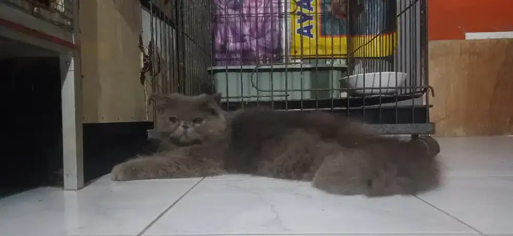 Kucing persia peaknose