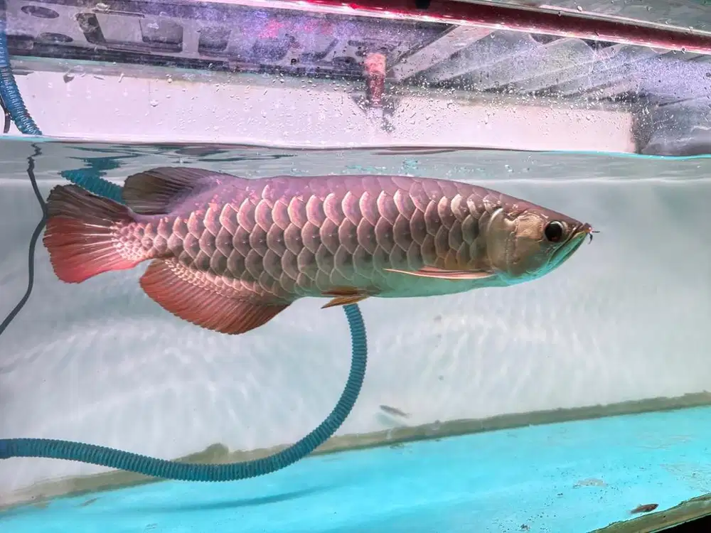 Arwana golden red