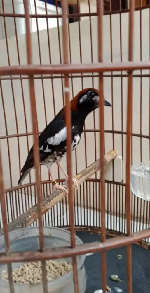 BURUNG ANIS KEMBANG/TROTOL RING HD WONOGIRI FULSET