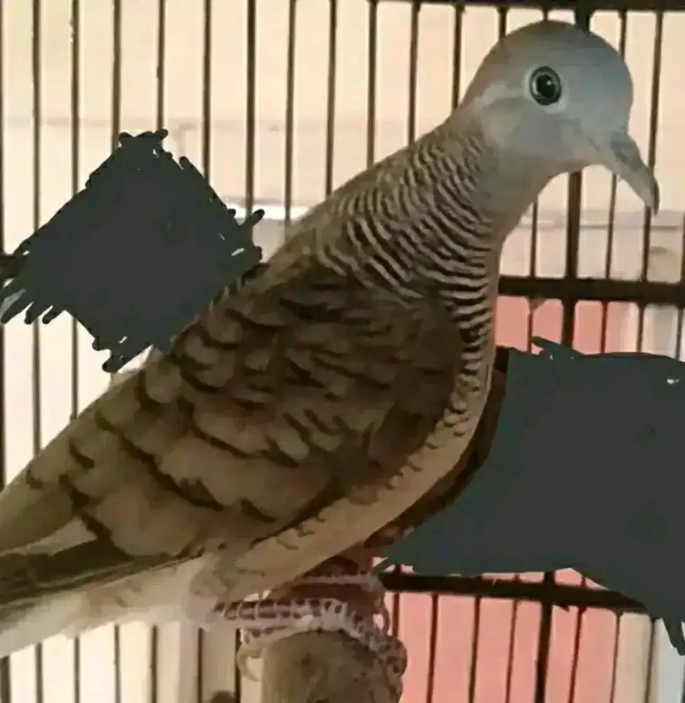 Perkutut sriwiti & ekor 15 Pandawa mijil