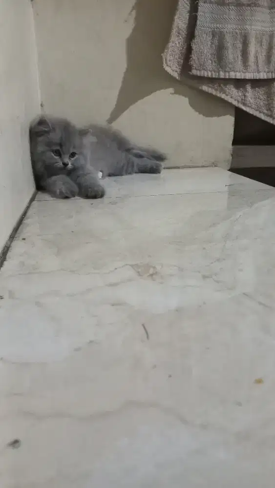 kitten British short hair