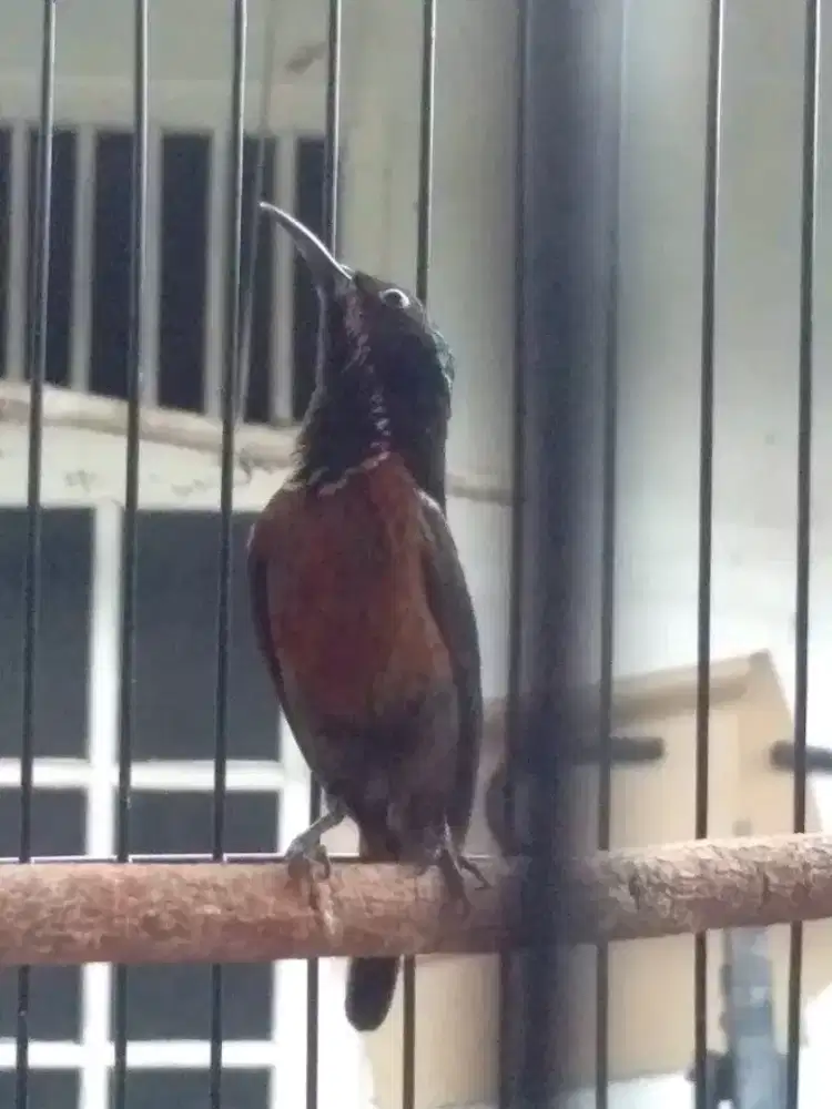 Conin dacok mulus gacor