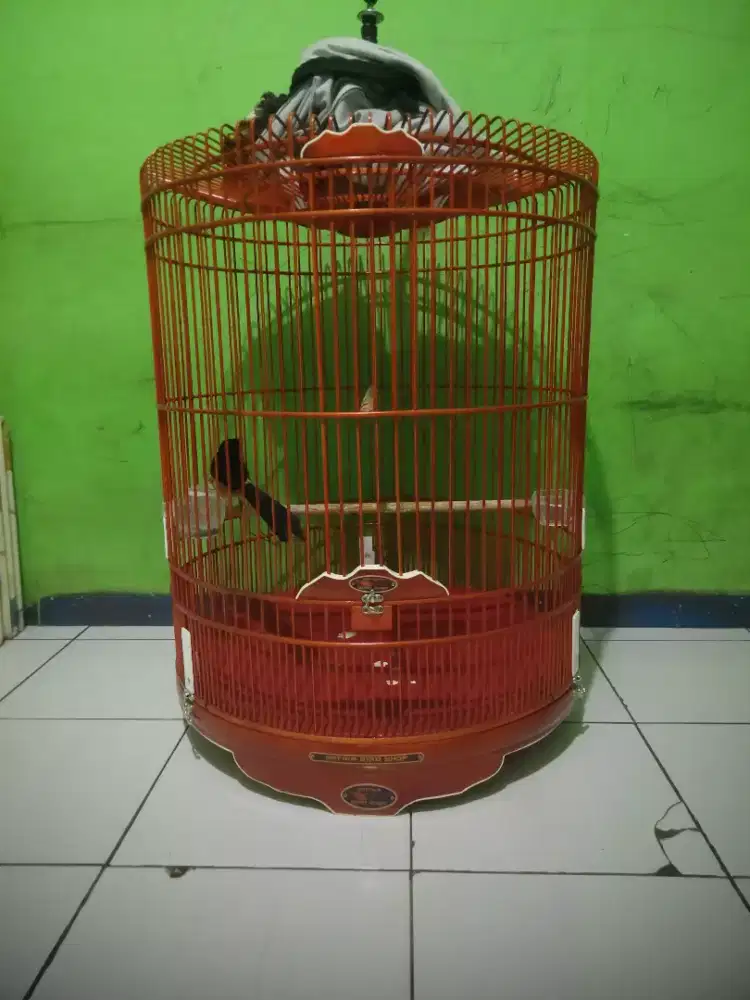 Burung murai batu