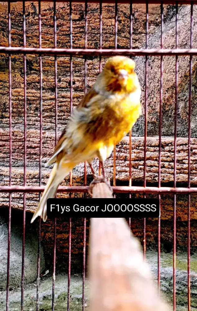 Kenari F1ys Gacor JOOOSSS