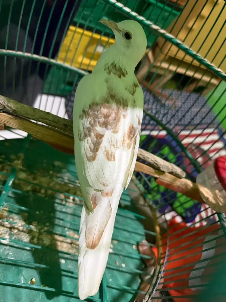 Derkuku kuk 2 warna putih bercak2 coklat