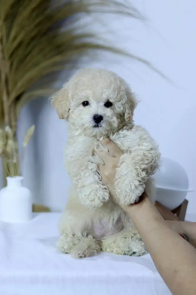 Jual cepat anak anjing maltipo