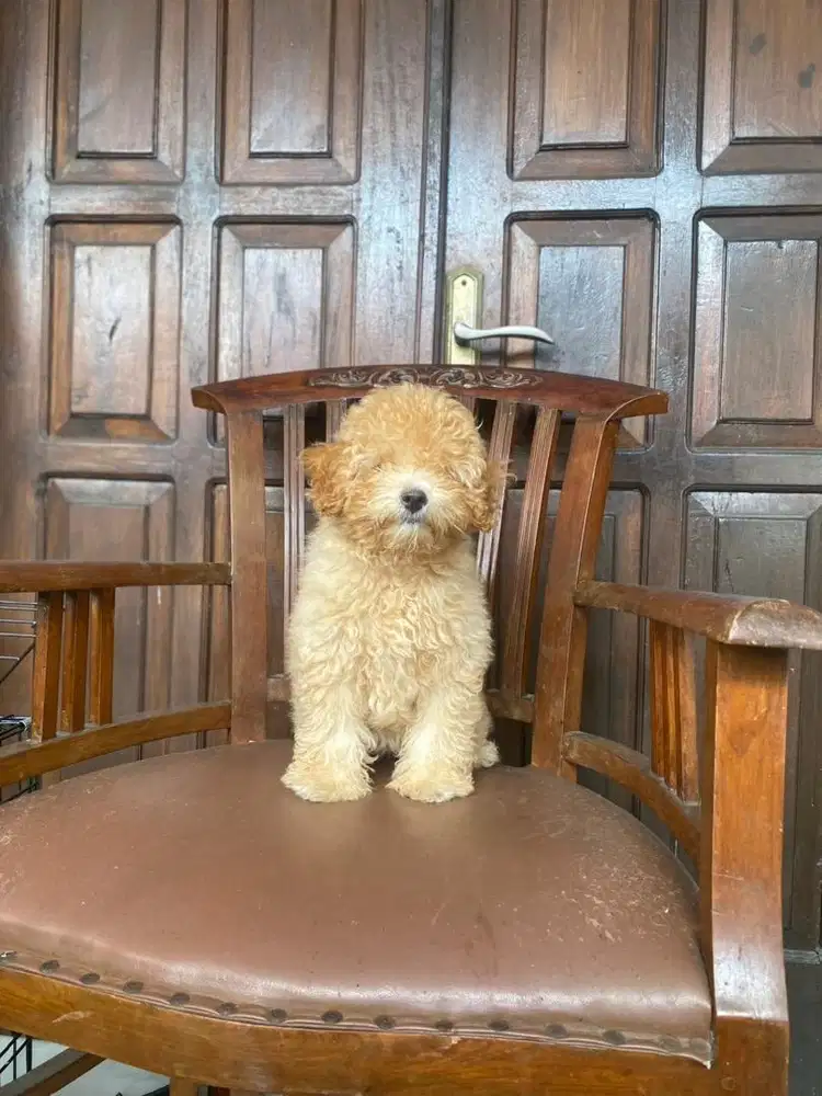 Toy poodle betina apricot 5bln
