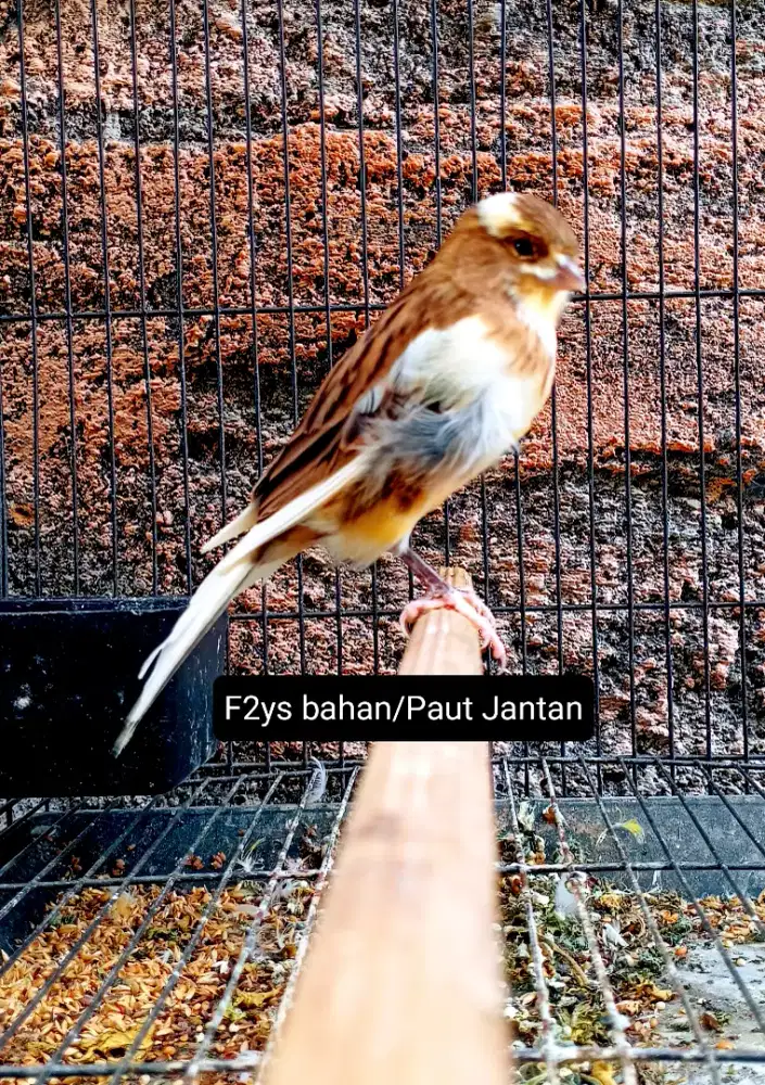 Kenari F2ys bahan/Paut jantan