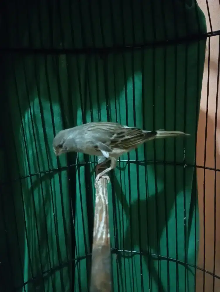 Burung kenari starblue jantan muda