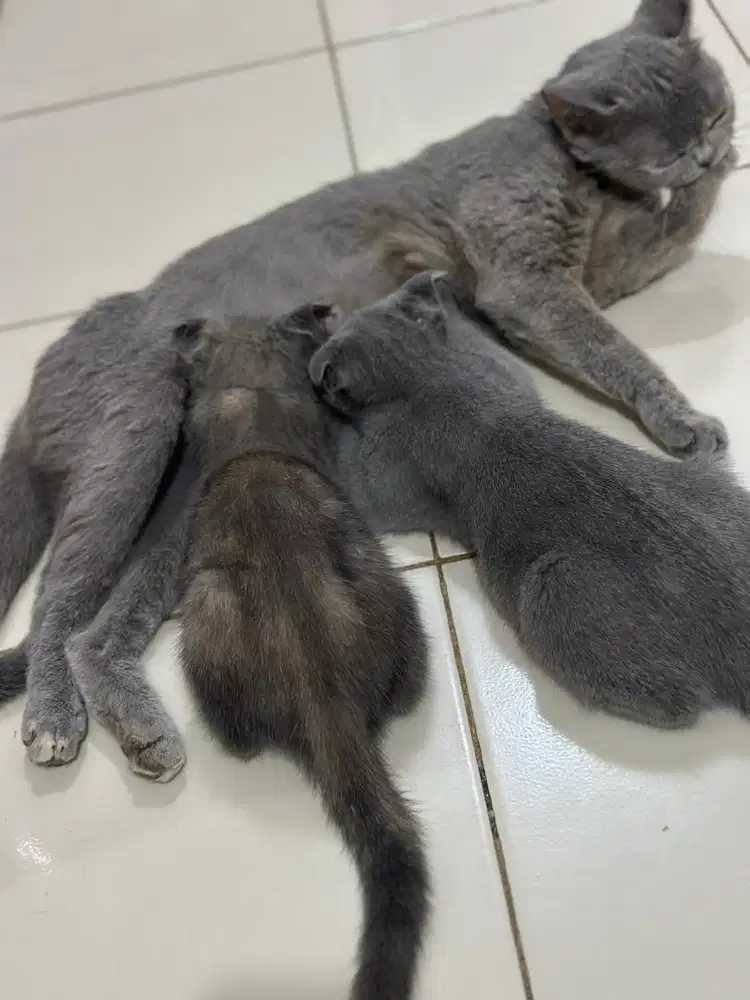 BSH Indukan dan anak