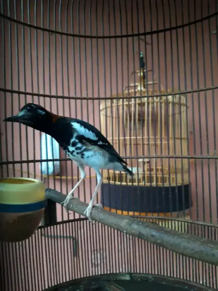 Anis kembang jantan blm gacor