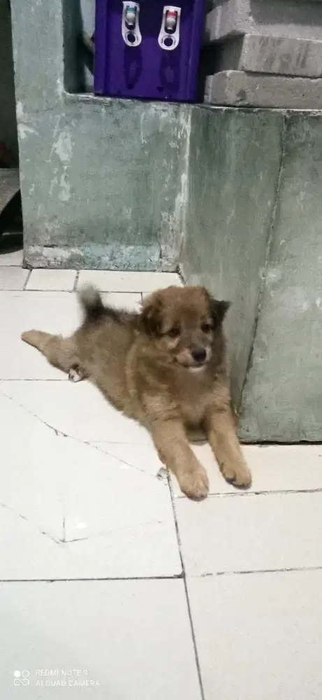 Dijual Anak Anjing Ras Campuran