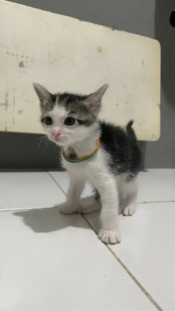 FREE ADOPT GRATIS ADOPSI INDUK DAN ANAK