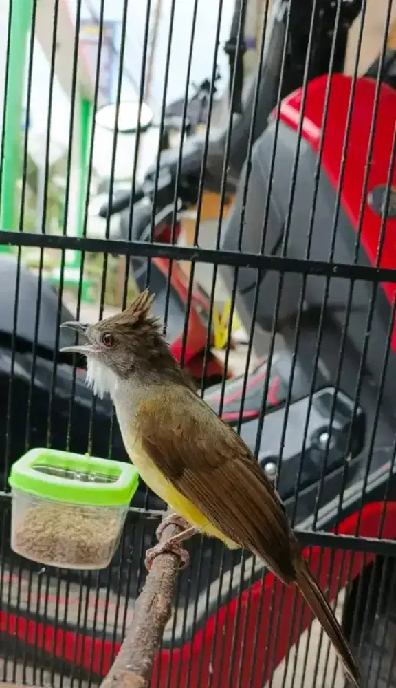 Cucak jenggot jawabarat gacor siang malam