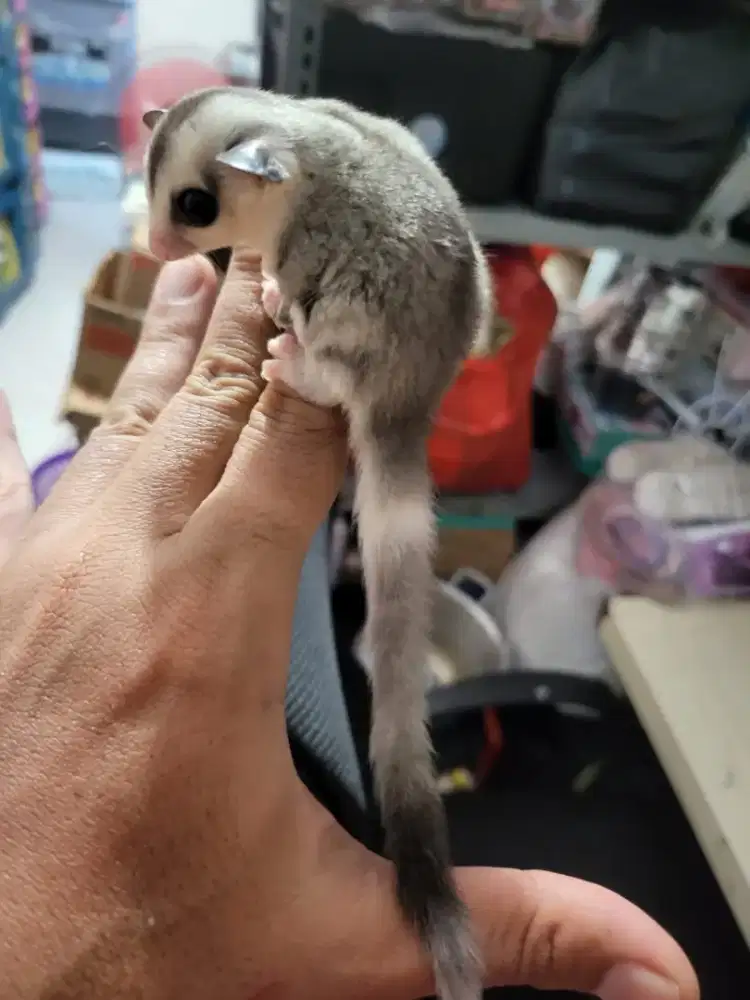 Sugar glider low mozaik