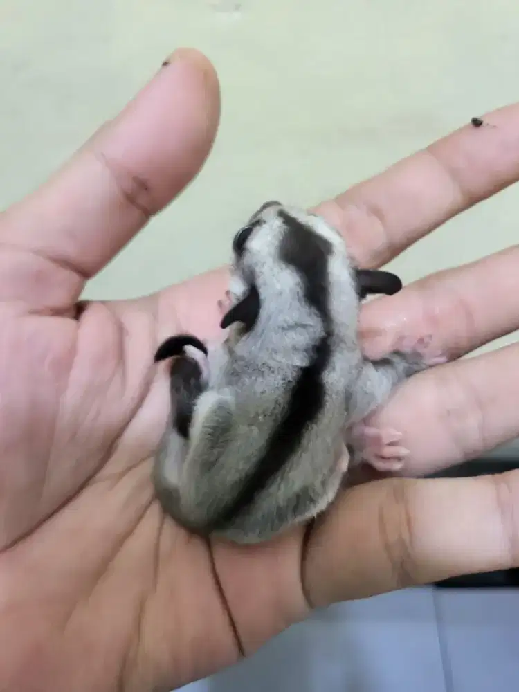 Sugar glider grey