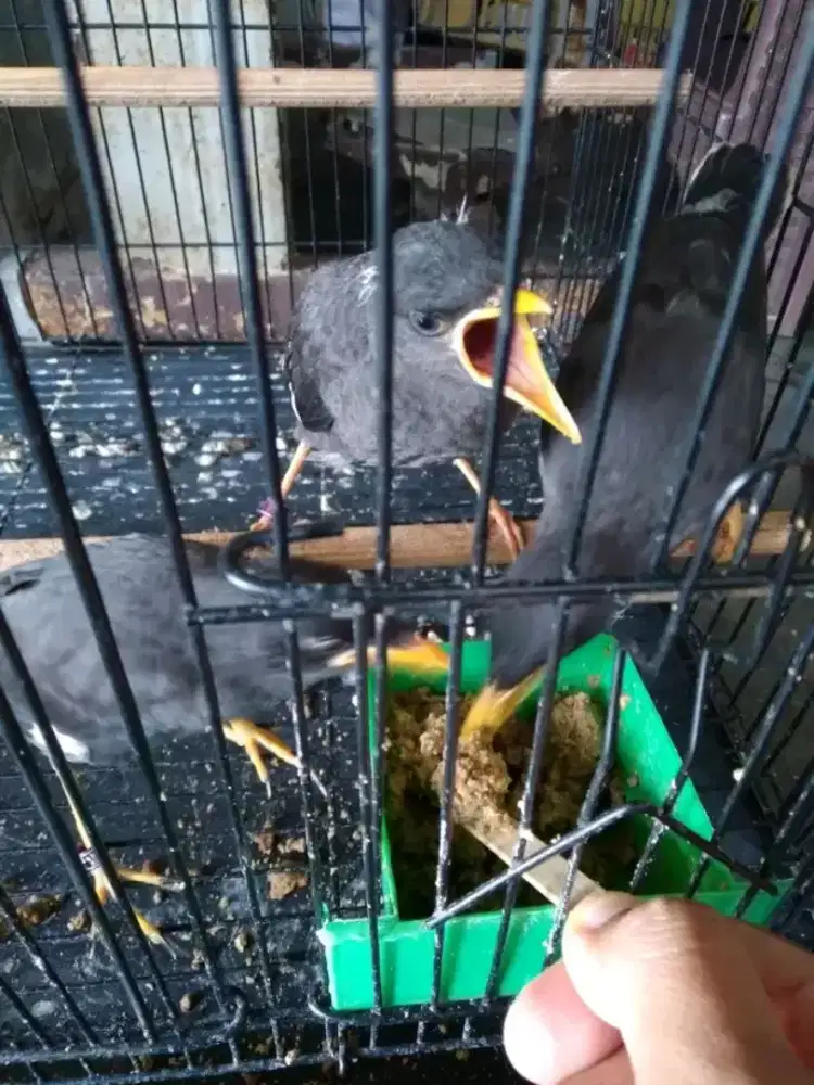 Paud jabo jinak mandirian