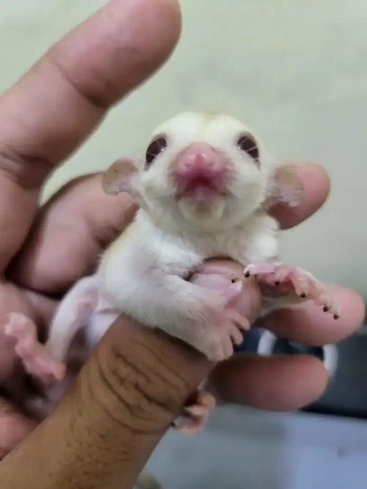 Sugar glider cremino