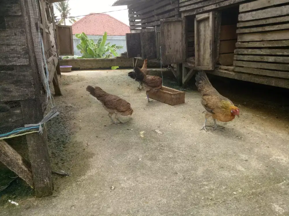 Jual Ayam Utan atau Ayam Baruga
