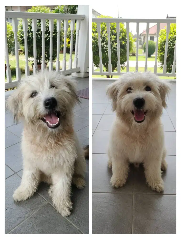 OPEN ADOPSI MALTESE MIX SHITZU GIANT